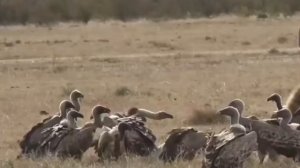 Старый лев попал в засаду диких гиен / дикой природы и смертельной добычи