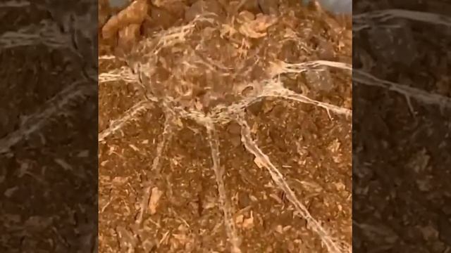 Пауки Циклокосмия смотреть онлайн