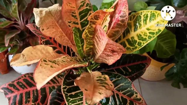 Croton Plant ki leaves kyoun? Sukhhne lagti hai Reasons With Solution@gardeningwithgeetkumar