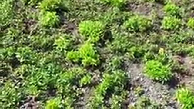 18 Stevia Field after harvesting 25 days India Plants & Leaves Available +91 9480577645 смотреть онлайн