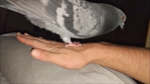 Что делают голуби вечером?