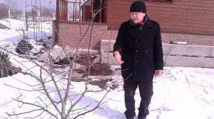 Формирующая обрезка
яблони на слаборослом подвое
М -- 106.