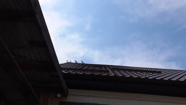 Пискуны+Сокол Сапсан!!! Будет ли минус голубь? Falcon Peregrine+Young pigeons!!! смотреть онлайн