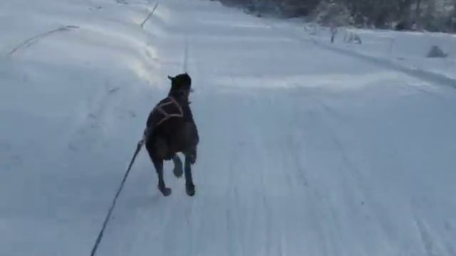 Лыжи. Доберман. смотреть онлайн