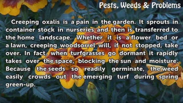 Creeping Oxalis Weed смотреть онлайн
