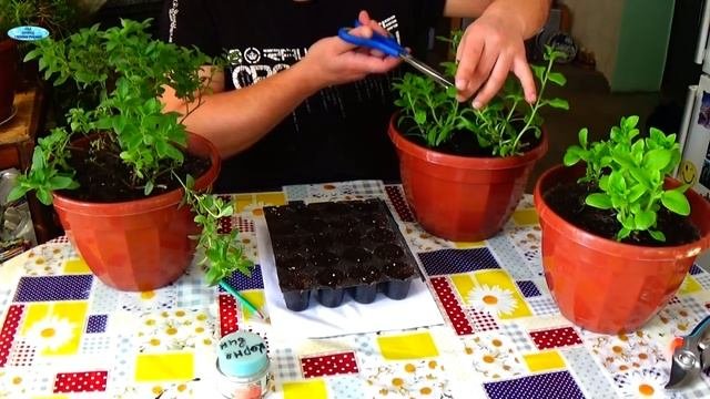 ЧЕРЕНКОВАНИЕ СУРФИНИИ И КАЛИБРАХОА С МАТОЧНЫХ РАСТЕНИЙ .