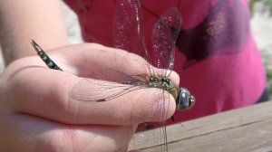 Insects - macro lens GoPro / Насекомые - макросъемка