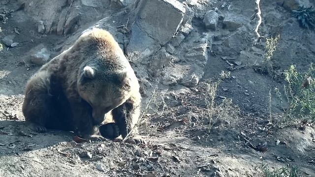 ТУРИСТЫ БЕЖАЛИ ПО ТАЙГЕ БОСИКОМ, СПАСАЯСЬ ОТ МЕДВЕДЯ. Случай в Ергаках смотреть онлайн