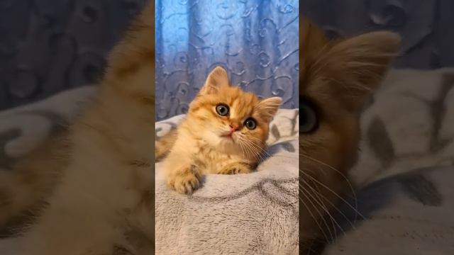 Арчи и его братики. Котята британской золотой шиншиллы. самые любимые детки