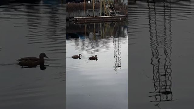 На юг улетели не все.