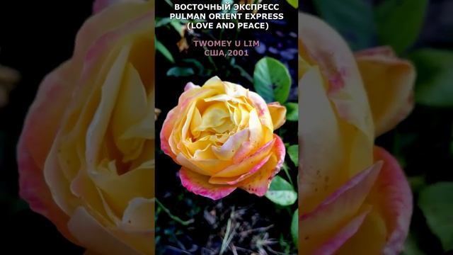 Роза Восточный экспресс в моем саду 12.10.2021. Pullman Orient Express Rose, #shorts,