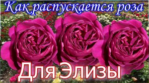 Как распускается роза Для Элизы - Für Elise (W_ Kordes' Söhne 2020)