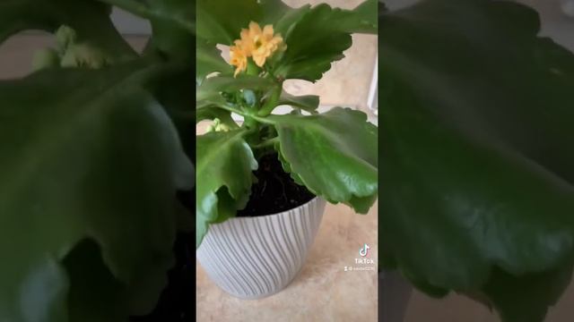 #каланхоэ #суккуленты #суккулент #каланхоэлечебное #каланхой #succulents #succulent #succulentslove смотреть онлайн