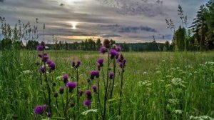 УСЛЫШЬ МЕНЯ, ХОРОШАЯ