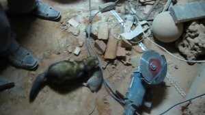 Домашний хорек загрыз крысу в подвале