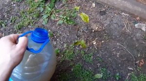 Удобрения для Цитрусовых. Первая подкормка лимона и грейпфрута. Удобрение Сад Чудес