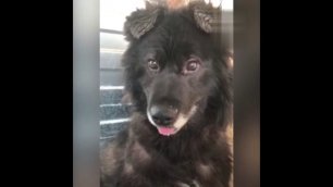  В Новом Уренгое спасли собаку, просидевшую в канализационной яме 8 лет