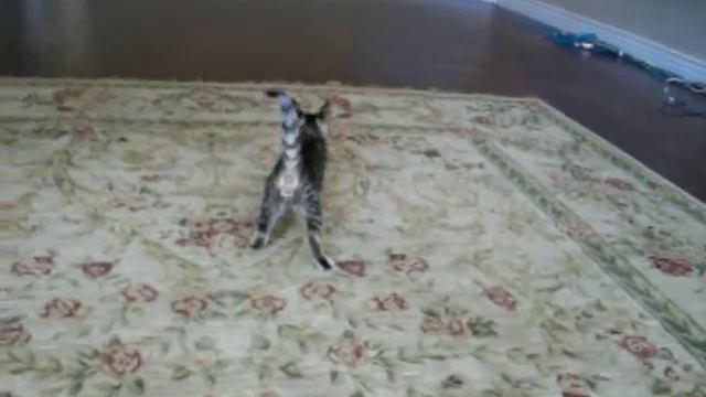 8 week old F2.5 Savannah Kitten смотреть онлайн