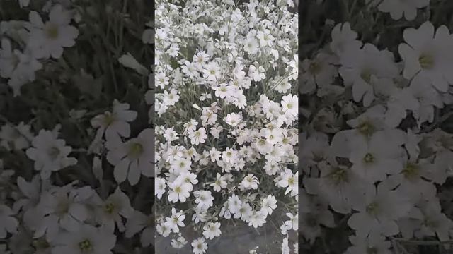 Декаротивный белый мох / Многолетние цветы смотреть онлайн