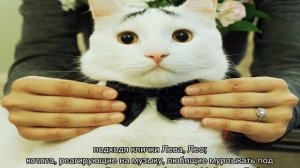 Как назвать белого кота: критерии выбора клички