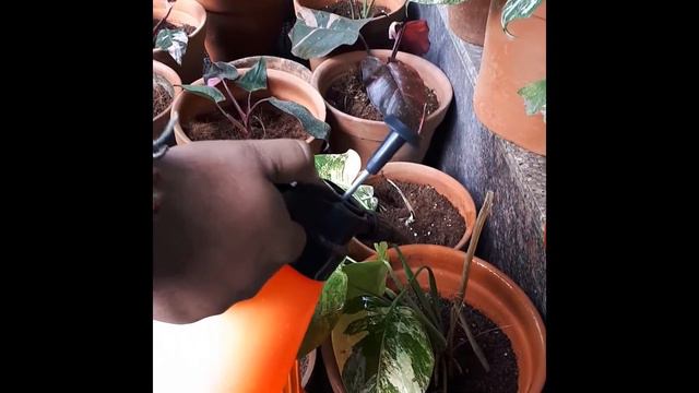 Indoor Plant Care During Winter I House Plant Winter Care Tips