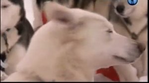 Собаки севера