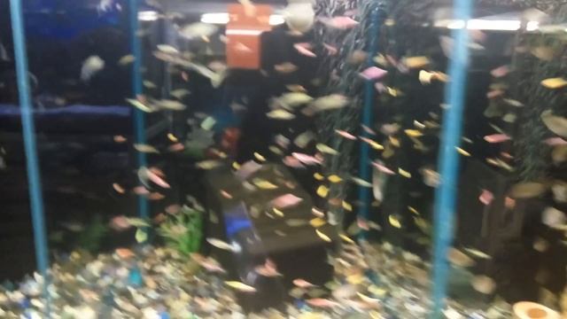 GloFish - генетически модифицированные флуоресцирующие рыбки. смотреть онлайн