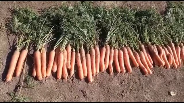 Как обрезать морковь для длительного хранения