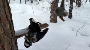 Охота на соболя!!