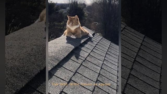 Кто твой любимчик? смотреть онлайн