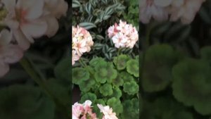 #32. Пеларгония миниатюрная Potter Heigham.