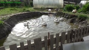 Гуси на воде.