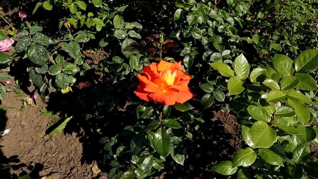 Саженцы РОЗ из Леруа Мерлен. Купила 6 розочек, показываю какие сорта и их состояние. Дождалась! смотреть онлайн