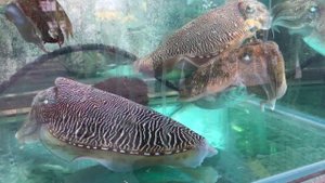 Китайская уличная еда. Морепродукты в Сайкуне, Гонконг