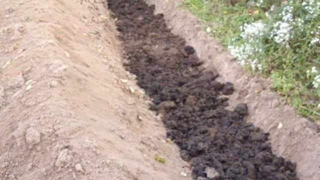 Ранние огурцы. Хитрый способ выращивания огурцов смотреть онлайн