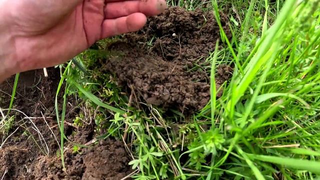 Чуть не попалась ?/ фотоловушки в лесу / Запретный лес❌ смотреть онлайн