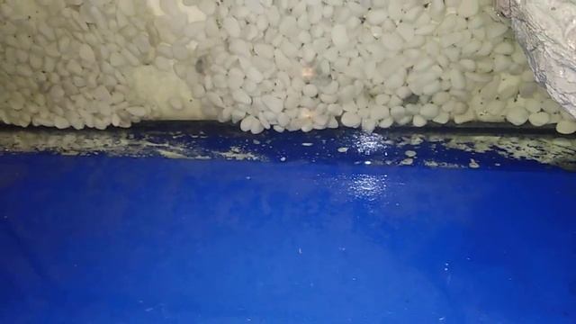 И опять не все так гладко. Испанский тритон Лори смотреть онлайн