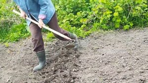 Сажаю картошку вниз ростками. Почему?