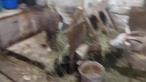 Гнезда для индоуток!!!!