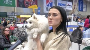 Японский шпиц - белый друг