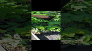 Обзор саженцев ягодных кустарников Питомник ЯГОДАГО