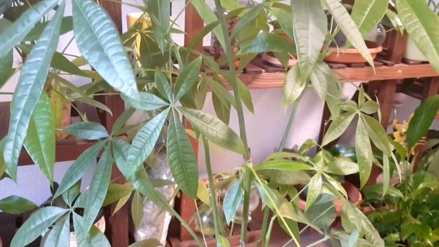 Yellow Leaves on Money Tree | 3 Main Reasons смотреть онлайн