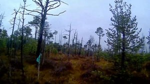 Мещера. Болото Островское. Осень. Таинственные гривы