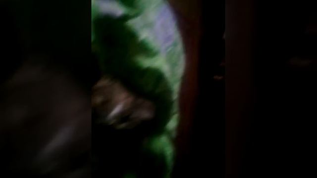 Обзор расчёски для кота/кошек смотреть онлайн