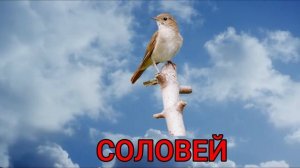 КАК ГОВОРЯТ ПТИЦЫ. Голоса птиц. Развивающее видео для детей. Карточки Домана.