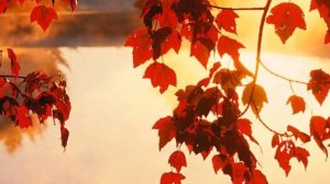 Проказница осень