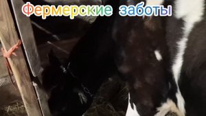 У коровы висит водяной пузырь в районе пупка. Что это такое?
