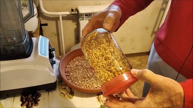 Пшеница без плесени Грунт для витграсса.