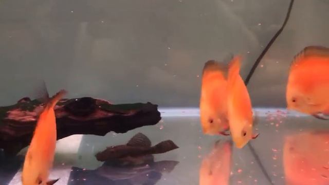 Дискусы кормление сухим кормом. смотреть онлайн