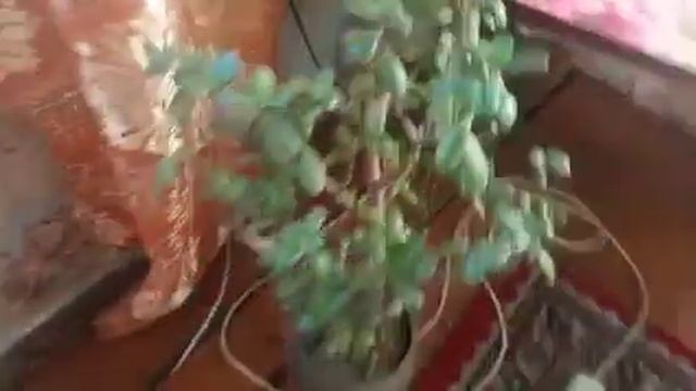 Живу в деревне и у меня все здорово.....кушаем чтобы жить,а не живем чтобы кушать?? смотреть онлайн